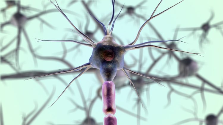 How The Parasympathetic Nervous System Works